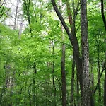 Dom wakacyjny Rustic Estate With Sauna Ambly